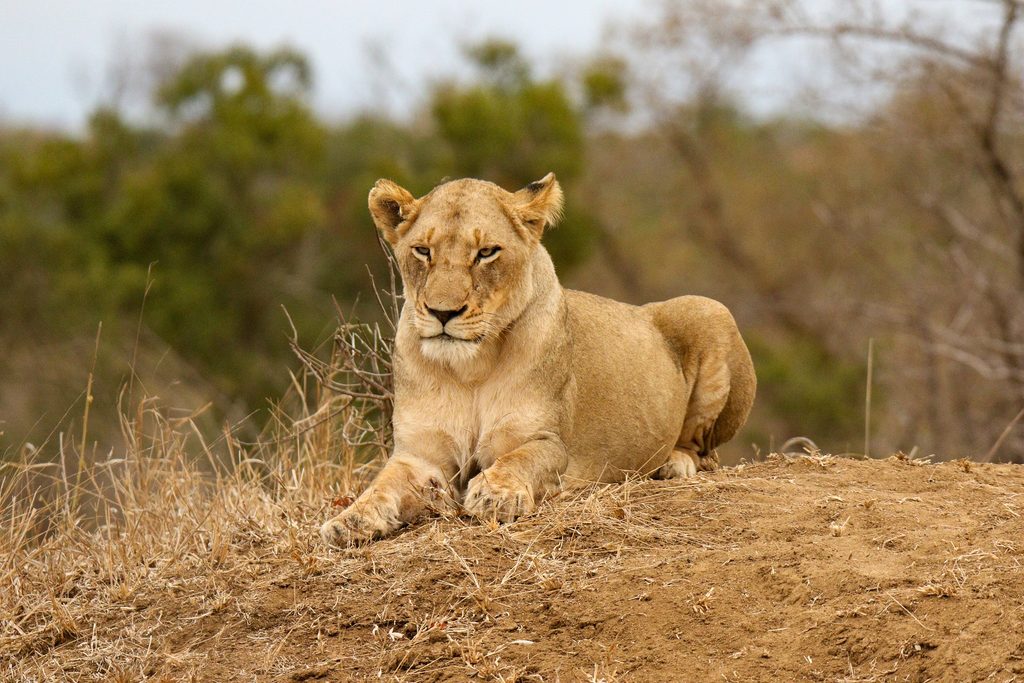 I sogni josibo lion 10065944 1920